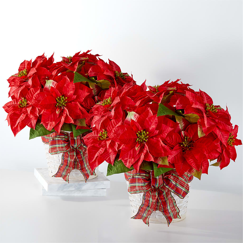 Happiest Holidays Poinsettia Bundle – BENNY'S FLOWERS, Norton VA