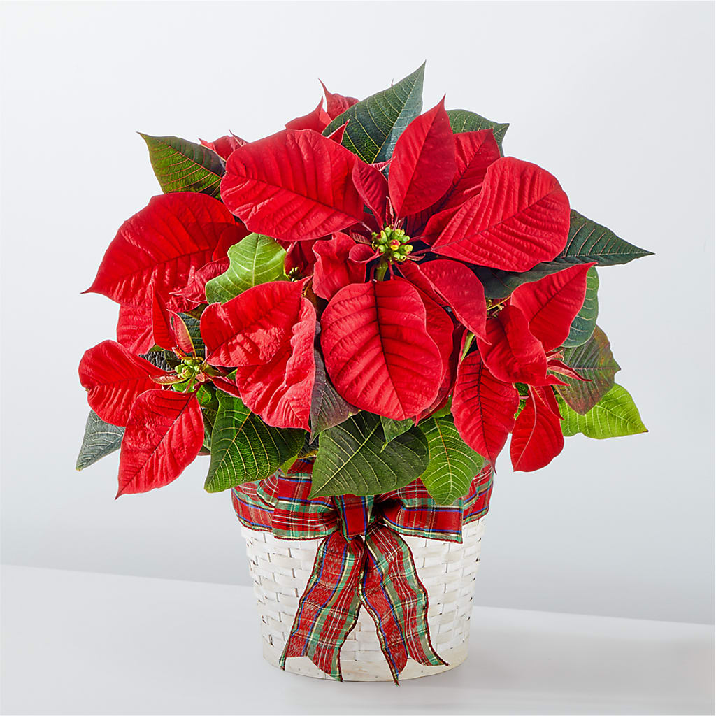 Happiest Holidays Poinsettia – BENNY'S FLOWERS, Norton VA
