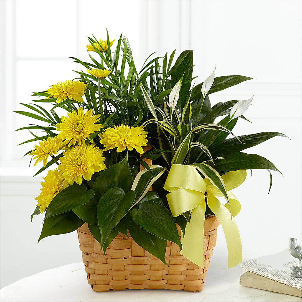 Loving Light Dishgarden – BENNY'S FLOWERS, Norton VA