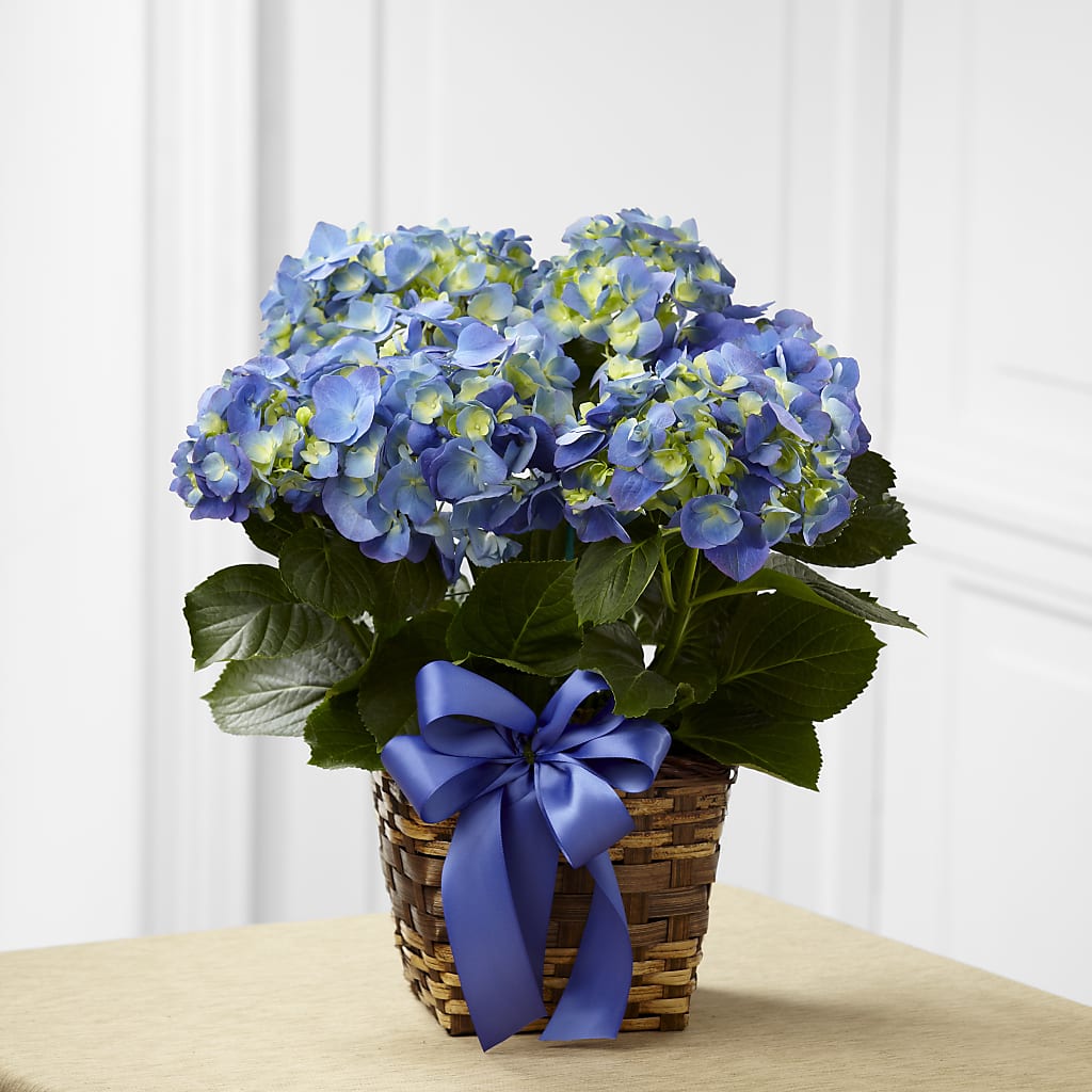 Blue Hydrangea Planter – BENNY'S FLOWERS, Norton VA