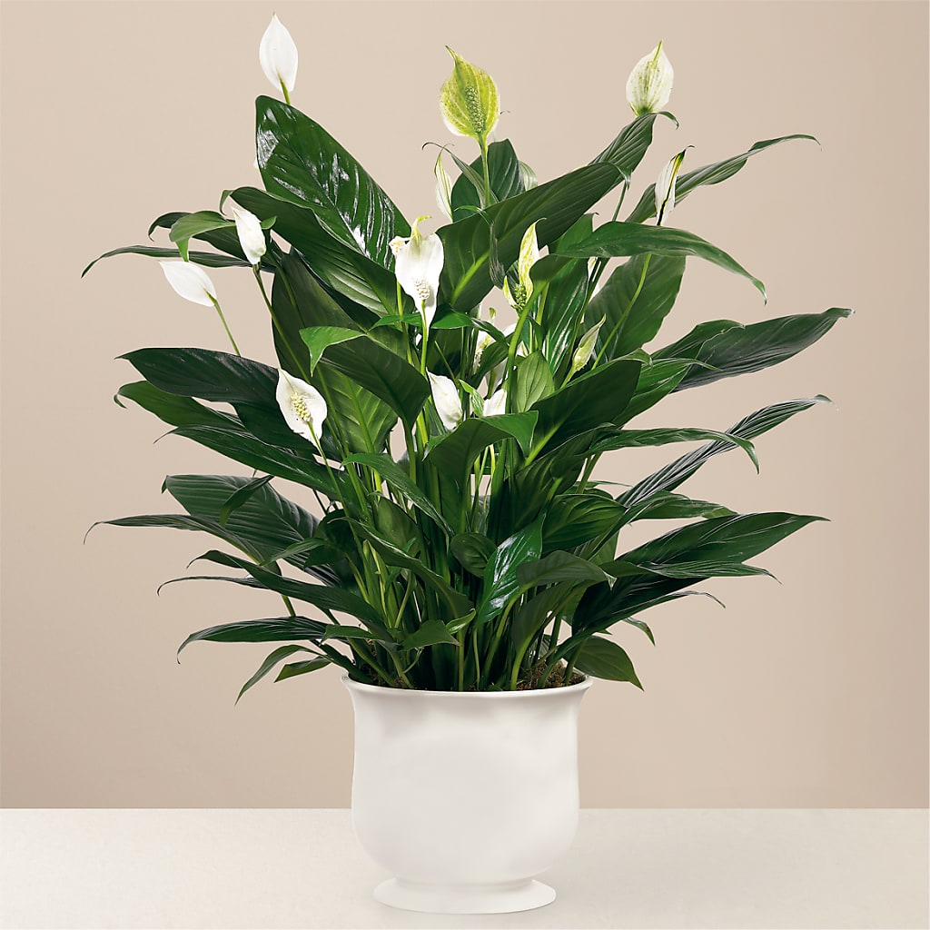 Comfort Planter – BENNY'S FLOWERS, Norton VA