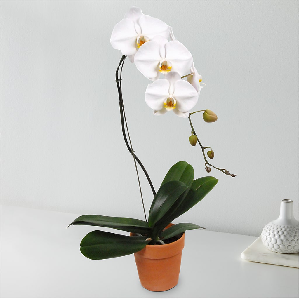 White Cascading Orchid – BENNY'S FLOWERS, Norton VA