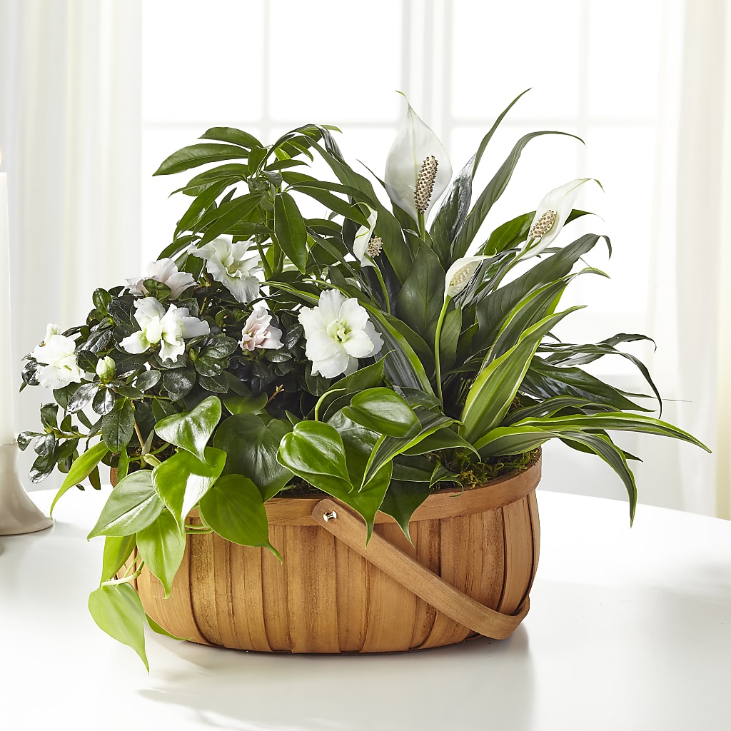 Serene Dishgarden – BENNY'S FLOWERS, Norton VA