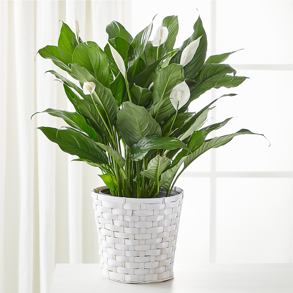 A New Leaf Peace Lily – BENNY'S FLOWERS, Norton VA