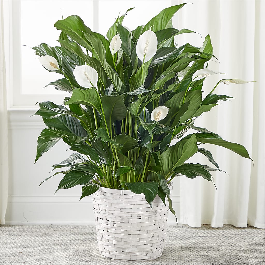A New Leaf Peace Lily – BENNY'S FLOWERS, Norton VA