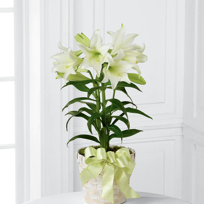 Easter Lily Plant – BENNY'S FLOWERS, Norton VA