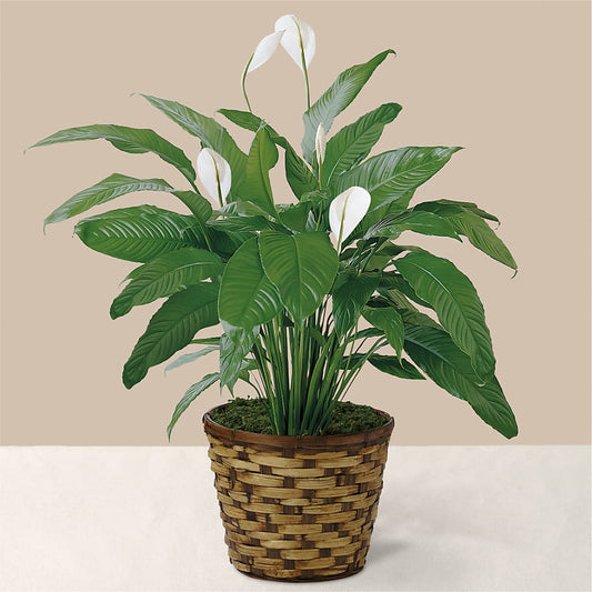 Tranquil Moments Peace Lily Plant