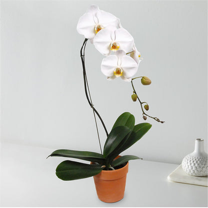 White Cascading Orchid – BENNY'S FLOWERS, Norton VA