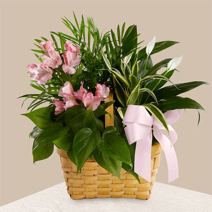 Living Spirit Dishgarden – BENNY'S FLOWERS, Norton VA