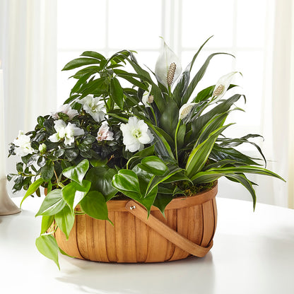 Serene Dishgarden – BENNY'S FLOWERS, Norton VA