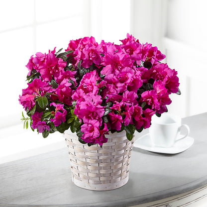 Hope & Serenity Azalea Plant – BENNY'S FLOWERS, Norton VA