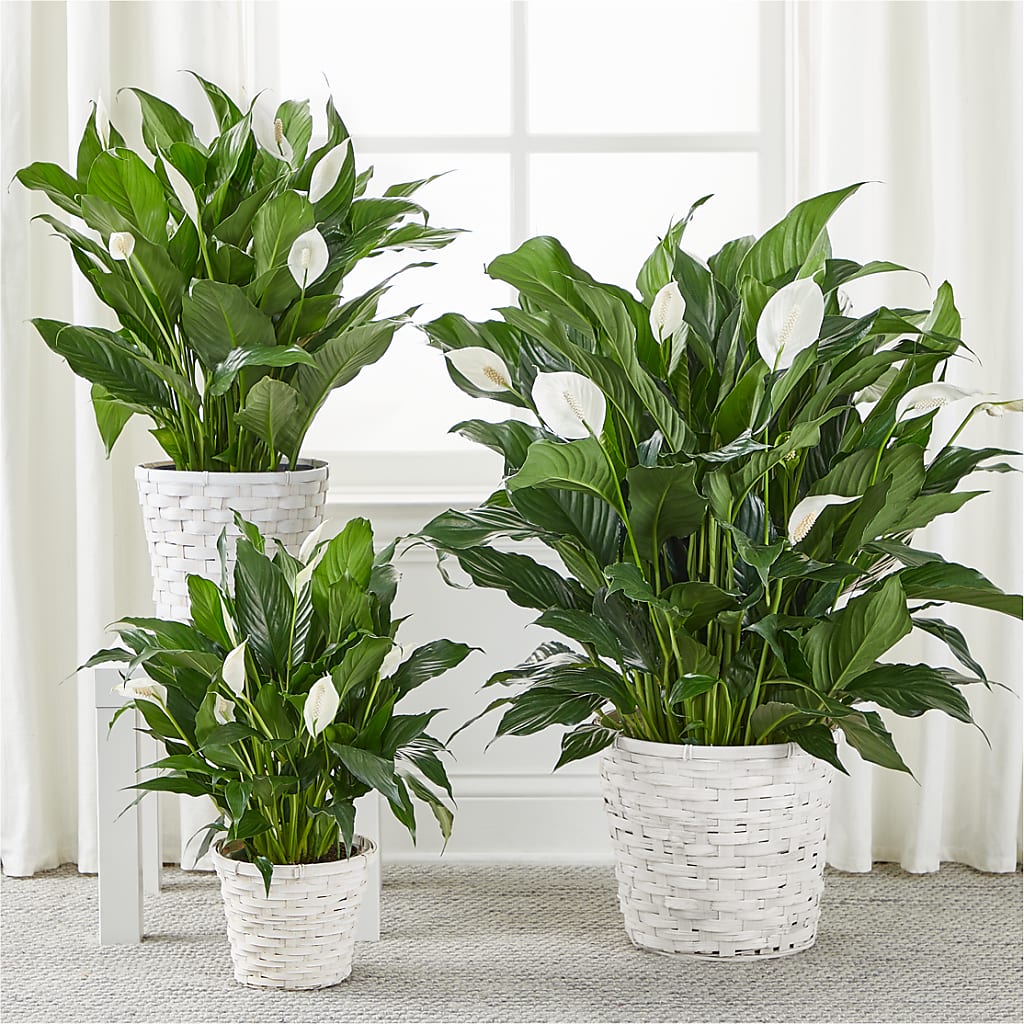 A New Leaf Peace Lily – BENNY'S FLOWERS, Norton VA