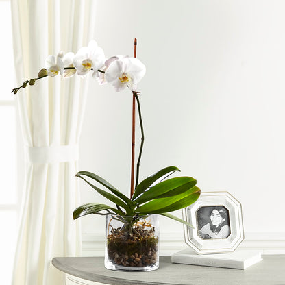 White Orchid Planter – BENNY'S FLOWERS, Norton VA