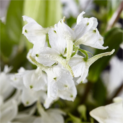 Classic Ivory – A Florist Original – BENNY'S FLOWERS, Norton VA